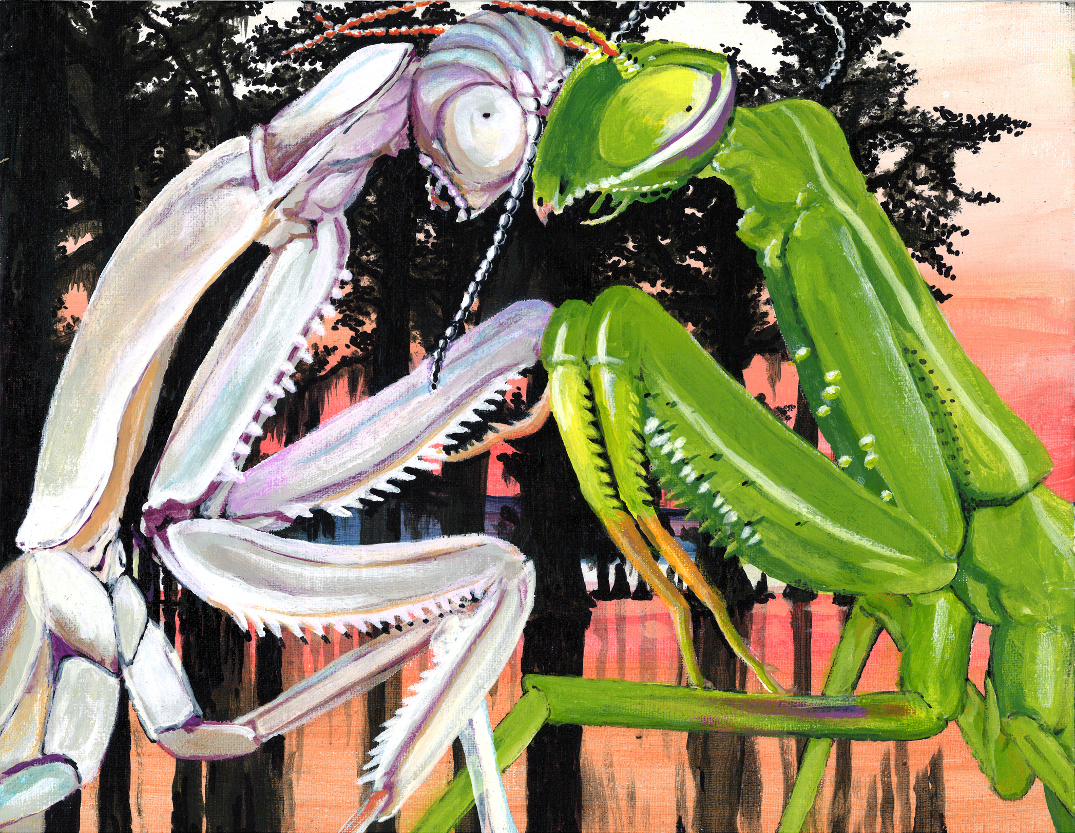 Mantis Love 11-14